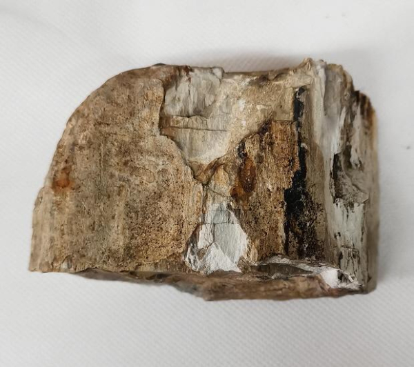 Versteinertes Holz Sumatra